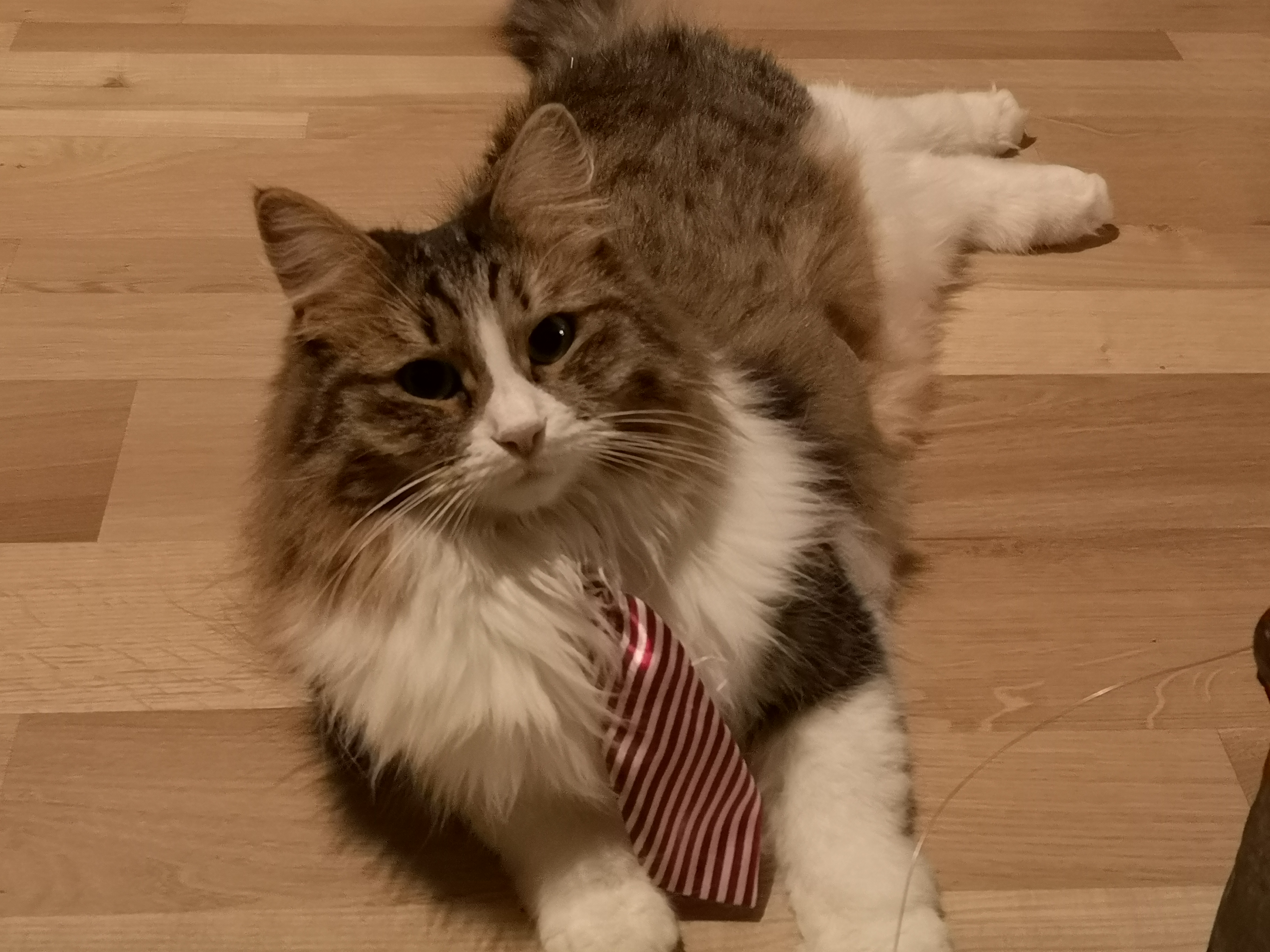 Sibirisk katt Xosa
